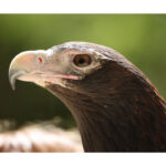 CANON RF 200-800 mm f/6,3-9 IS USM - Imagen 5
