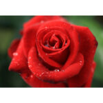 CANON RF 24 mm f/1,8 Macro IS STM – Image 3