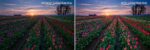 PGY Quick Release Gradual Color Pack for Phantom 3/4 (4pcs)-24101
