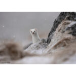 SONY FE 400-800 mm f/6,3-8 G OSS - Image 5