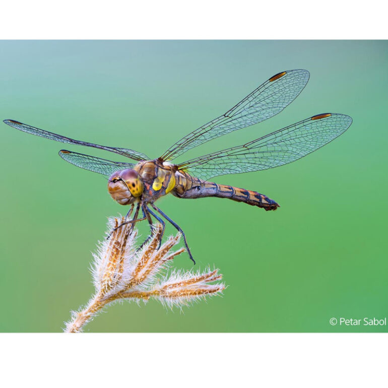 SONY FE 100 mm f/2,8 Macro G Master OSS - Imagen 3